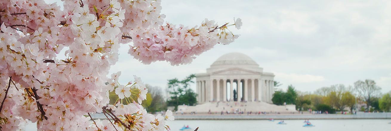 cherry blossoms in full bloom over the tidal basin with the Jefferson Memorial in the distance