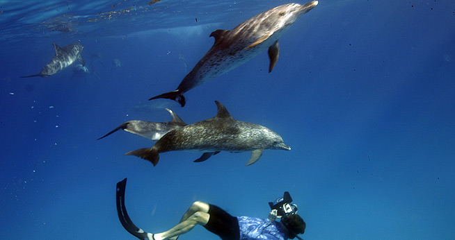 SOC Center for Environmental Filmmaking Annual Environmental Film Series