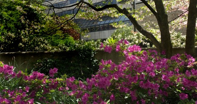 Shrubs