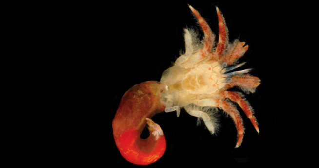 

AU Biologist Finds New Crab Species
