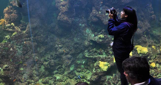 Student Nati Chen photographs fish at the California Academy of Sciences.