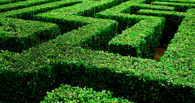 hedge maze