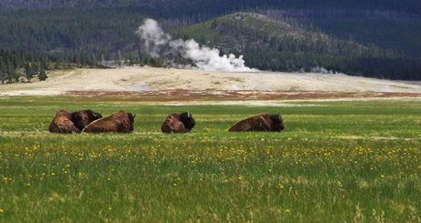 SOC DWC in the Wild: Yellowstone Grand Teton bison hero main page