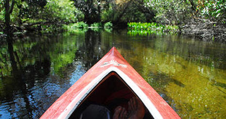 Center for Environmental Filmmaking students canoe through the Florida wetlands