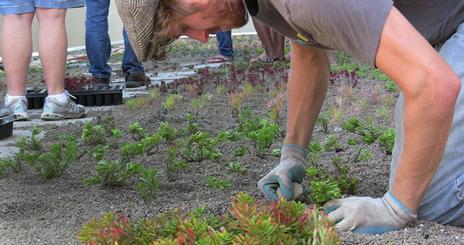 Green Roofs on Kogod