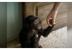 The Bonobo Connection