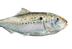Menhaden: Most Important Fish in the Bay