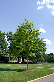 Tree on quad on AU's main campus