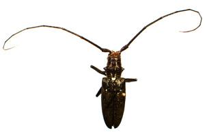 Monochamus scutellatus