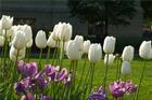 The American University Arboretum.