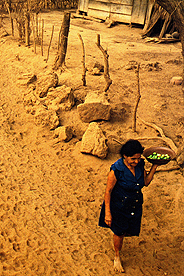 Development_and_Inequality image