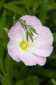 Picture of flower