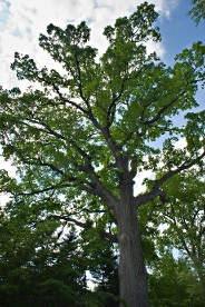 Oak behind President's Office Building