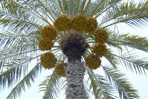 Photo of Palm Tree