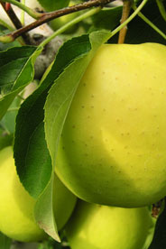 apple on a tree
