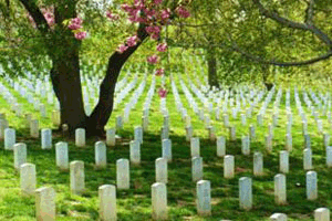 Arlington Cemetery Cherry tree surrounded by grave stones, photo by Alyssa Wolice