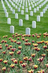 Tulips and gravestones at Arlington National Cemetery, photograph by Alyssa Wolice