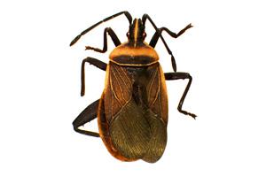 Chelinidea vittiger