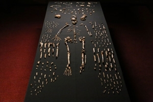 Homo naledi bones