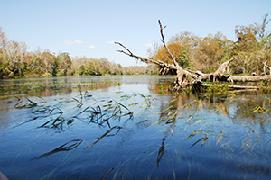 Classroom in the Wild: Florida takes students to one of the most pristine estuaries in Florida