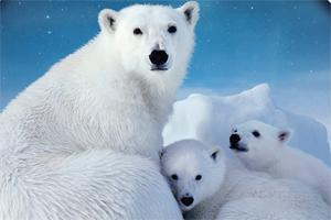 To the Artic