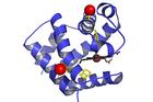 Hemoglobin photosynthesis model