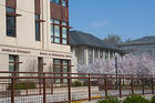 Korean cherry trees at the School of International Service