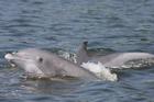 SOC CEF dolphins
