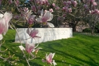 American University sign in spring with flowers in bloom