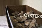 SOC Oysters
