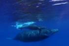 SOC CEF Reel Whales