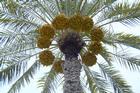 Photo of Palm Tree