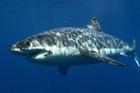 SOC CEF shark
