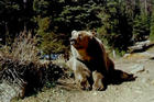 bear