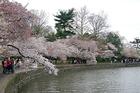 Cherry Blossoms