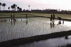 Photo: Women in the rice fields