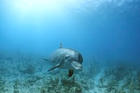 dolphin