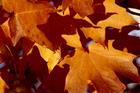 Fall 2008