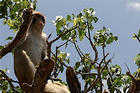 The Puerto Rican island of Cayo Santiago is home to a group of monkeys brought over by North American researchers in 1938.