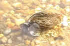 oyster