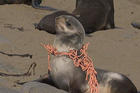 seal