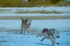 wolf2