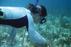 Marine Ecologists  Pinpoint Pollutants in Caribbean Coral