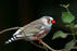 Songbird Synapses and Glial Cells Can Make Estrogen