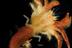 AU Biologist Finds New Crab Species