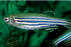 Things You Have in Common with a Zebra Fish: Eye Hardware