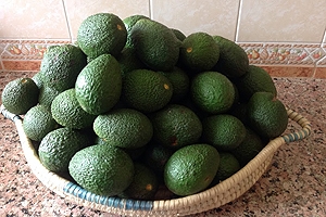 A shallow sisai basket full of avocados.