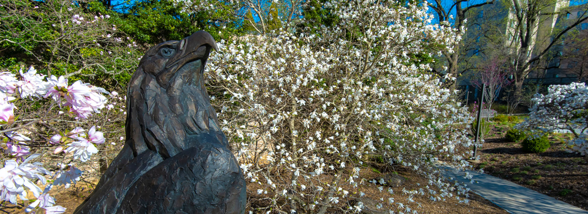 Eagle Statue surrounded by blooming trees on campus