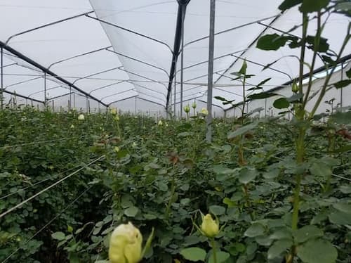 Local rose plantation, Cayambe. Local rose plantation, Cayambe.