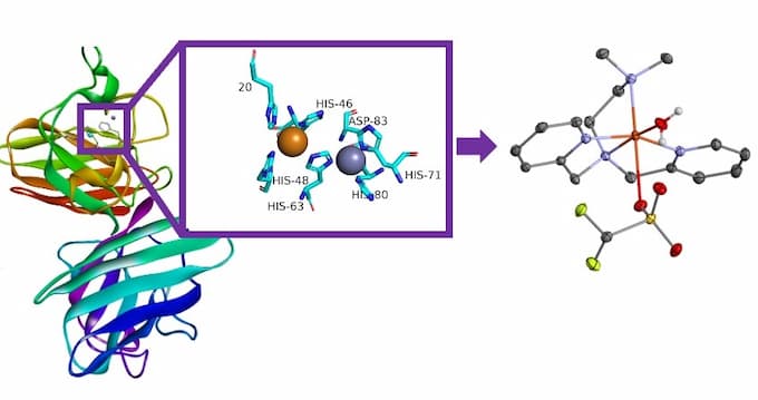 Bioinorganic chemistry diagram.